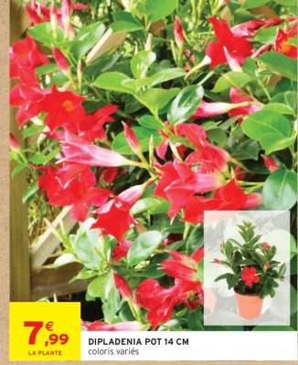 DIPLADÉNIA POT 14 CM