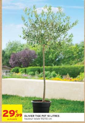OLIVIER TIGE POT 10 LITRES
