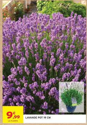 Lavande Pot 19 cm
