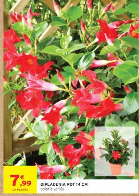 DIPLADÉNIA POT 14 CM