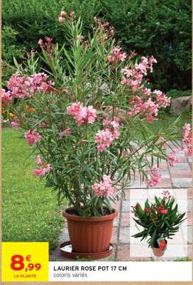 LAURIER ROSE POT 17 CM