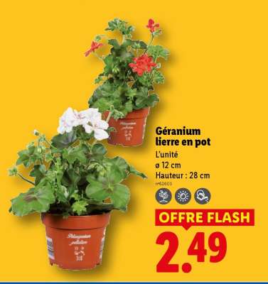 Géranium lierre en pot