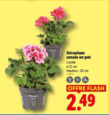 Géranium zonale en pot