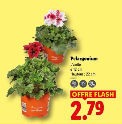 PÉLARGONIUM