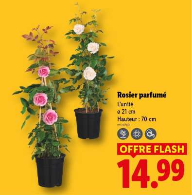 Rosier parfumé