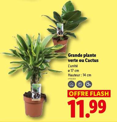 Grande plante verte ou cactus