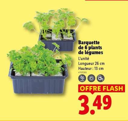 Barquette de 6 plants de légumes