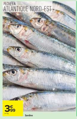 SARDINE
