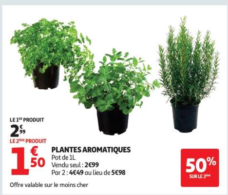 Plantes Aromatiques