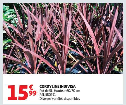 CORDYLINE INDIVISA
