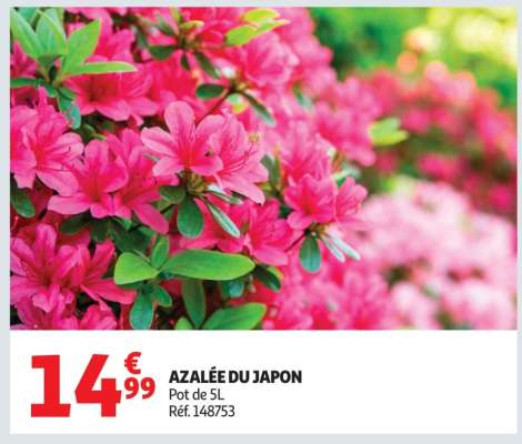 AZALÉE DU JAPON