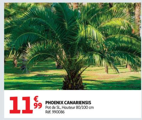 Phoenix Canariensis