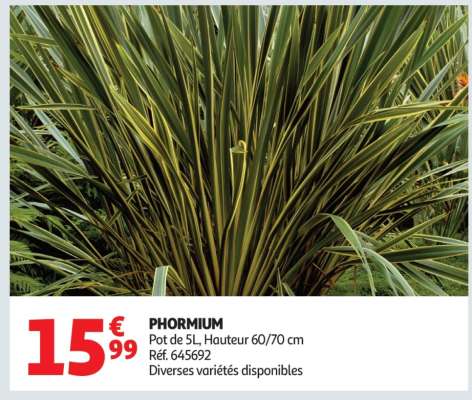 PHORMIUM
