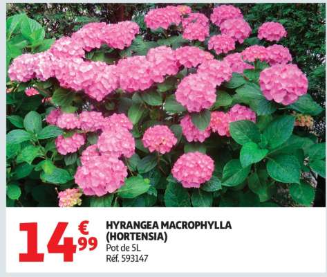 HYRANGEA MACROPHYLLA (HORTENSIA)