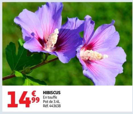 Hibiscus