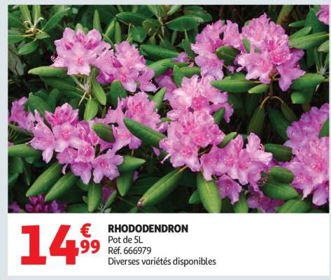 Rhododendron
