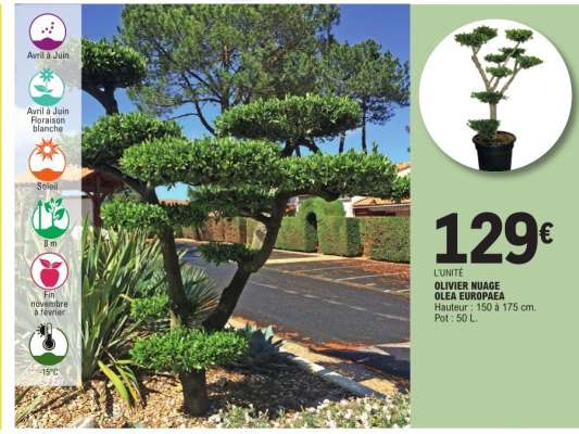 OLIVIER NUAGE OLEA EUROPAEA