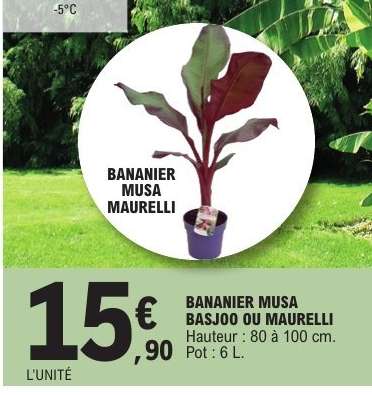Bananier Musa Basjoo ou Maurelli