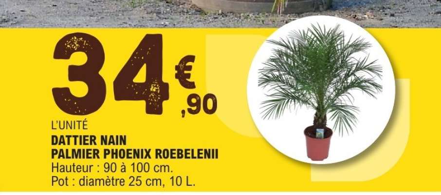DATTIER NAIN PALMIER PHOENIX ROEBELENII