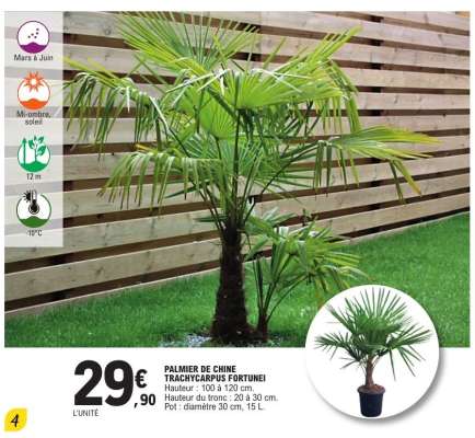 PALMIER DE CHINE TRACHYCARPUS FORTUNEI