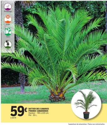DATTIER DES CANARIES PHOENIX CANARIENSIS