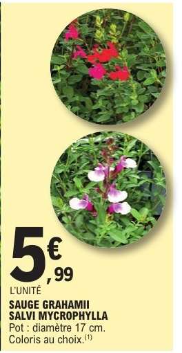 SAUGE GRAHAMII SALVI MYCROPHYLLA