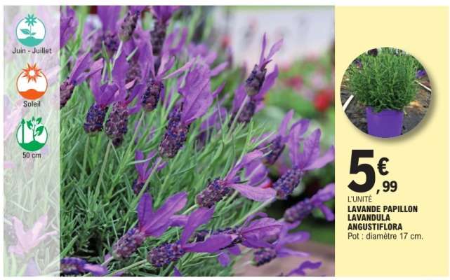 LAVANDE PAPILLON LAVANDULA ANGUSTIFLORA