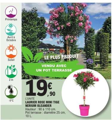 LAURIER ROSE MINI TIGE NERIUM OLEANDER