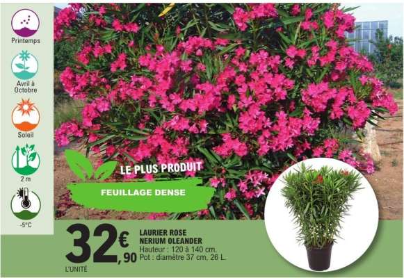 LAURIER ROSE 'NERIUM OLEANDER'