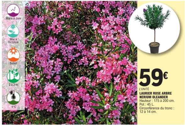 LAURIER ROSE ARBRE NERIUM OLEANDER