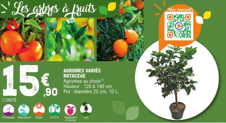 AGRUMES VARIÉS RUTACEAE