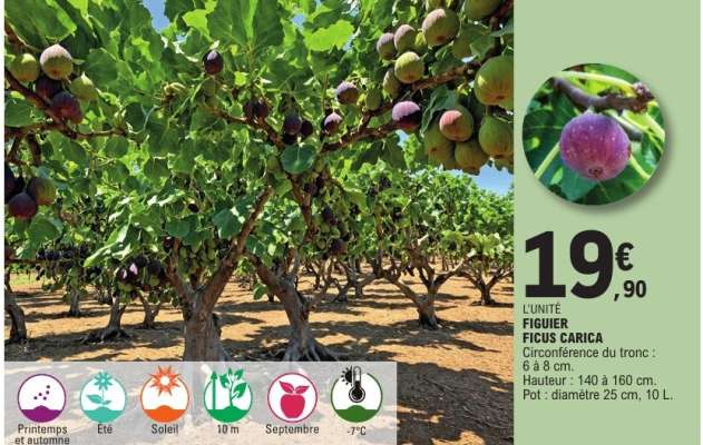 FIGUIER FICUS CARICA