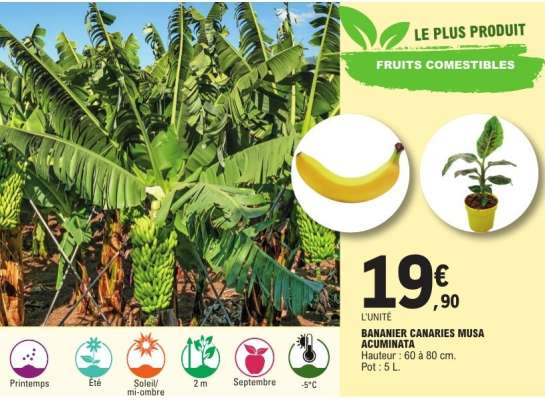 BANANIER CANARIES MUSA ACUMINATA