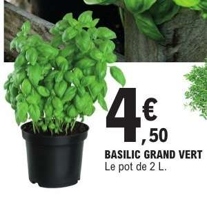BASILIC GRAND VERT