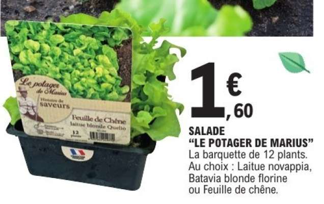 Salade "Le Potager de Marius"