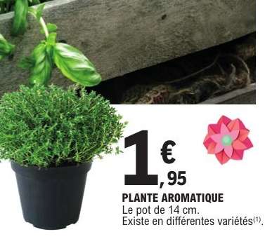 PLANTE AROMATIQUE