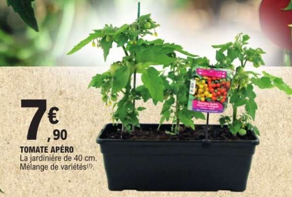 TOMATE APÉRO