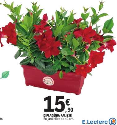 Dipladénia palissé