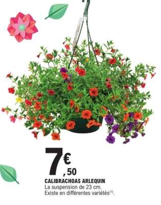 CALIBRACHOAS ARLEQUIN
