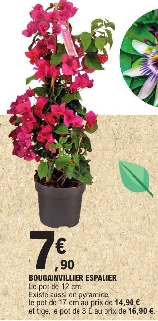 BOUGAINVILLIER ESPALIER
