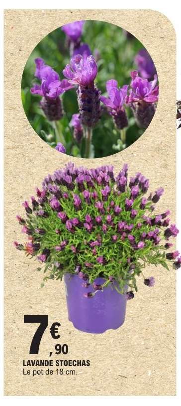 LAVANDE STOECHAS
