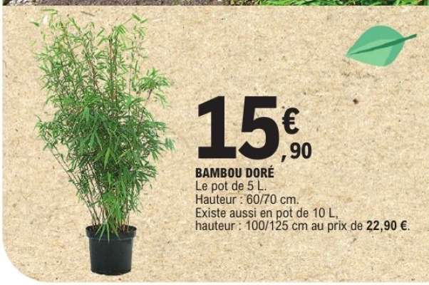 Bambou doré