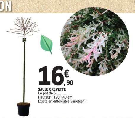 SAULE CREVETTE