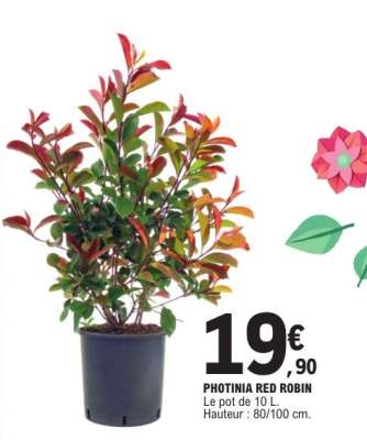 Photinia Red robin