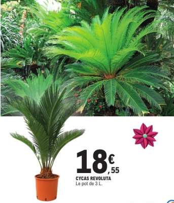 Cycas Revoluta