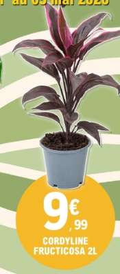 CORDYLINE FRUCTICOSA 2L