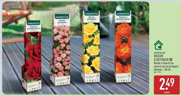 GARDENLINE ROSIER À REPIQUER