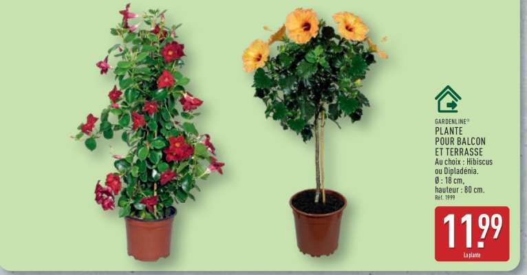 PLANTE POUR BALCON ET TERRASSE