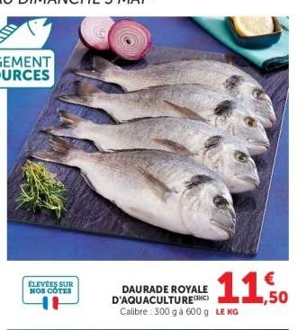 DAURADE ROYALE D'AQUACULTURE