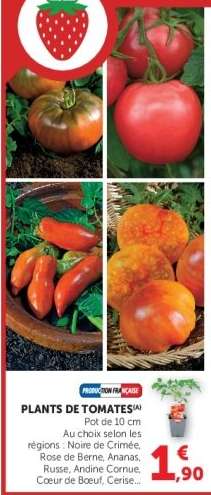 Plants de tomates